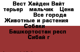 Вест Хайден Вайт терьер - мальчик › Цена ­ 35 000 - Все города Животные и растения » Собаки   . Башкортостан респ.,Сибай г.